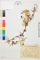 繡球藤藏品圖，第1張