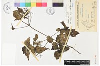 串鼻龍藏品圖，第1張