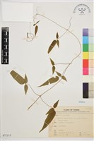 森氏鐵線蓮藏品圖，第2張