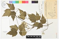 串鼻龍藏品圖，第1張