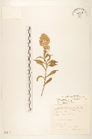 一枝黃花藏品圖，第1張