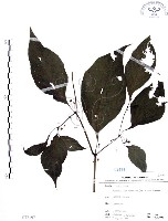 龍珠藏品圖，第1張