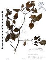 龍珠藏品圖，第1張