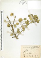 冬葵子藏品圖，第1張