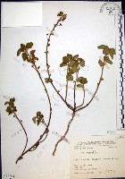 圓葉金午時花藏品圖，第1張