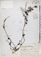 恆春金午時花藏品圖，第1張