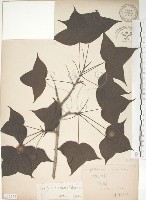 楓香、楓樹藏品圖，第1張