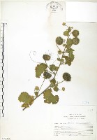 冬葵子藏品圖，第1張