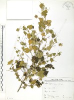 冬葵子藏品圖，第1張