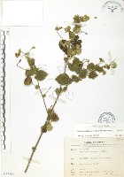 冬葵子藏品圖，第1張