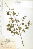 冬葵子藏品圖，第1張