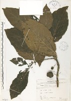 檄樹、諾麗果藏品圖，第1張