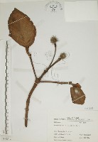 欖仁舅藏品圖，第1張