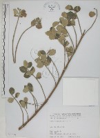 海埔姜藏品圖，第1張