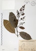 山香圓藏品圖，第1張