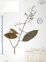 山香圓藏品圖，第1張