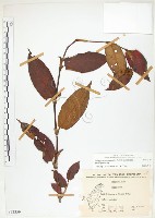 火炭母草、清飯藤藏品圖，第1張