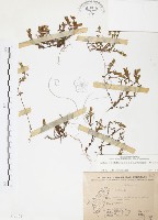 玉山龍膽藏品圖，第1張