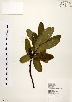 大頭茶藏品圖，第1張