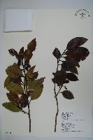 松田氏冬青藏品圖，第1張