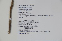 松田氏冬青藏品圖，第2張