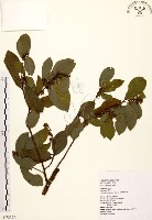 黃肉樹, 小梗木薑子藏品圖，第1張