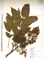 羅氏鹽膚木藏品圖，第1張