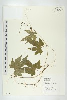 雙輪瓜藏品圖，第1張