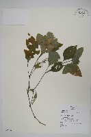賽山藍藏品圖，第1張