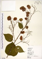 克蘭樹藏品圖，第1張