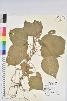 臺灣鐵莧藏品圖，第1張