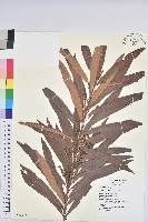 水楊梅、水柳仔藏品圖，第1張