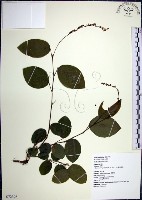 大葉山螞蝗藏品圖，第1張