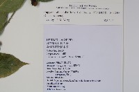 毛瓣蝴蝶木藏品圖，第2張