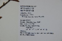 呂宋莢迷藏品圖，第2張