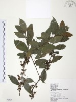 台灣山桂花藏品圖，第1張