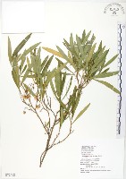 車桑子藏品圖，第1張