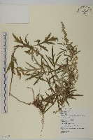 野艾蒿藏品圖，第1張