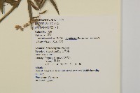 野艾蒿藏品圖，第2張