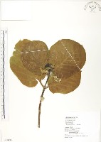 葛塔德木、欖仁舅藏品圖，第1張