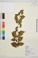 亞洲濱棗藏品圖，第2張