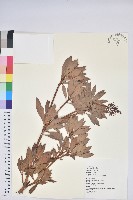 臺灣馬醉木藏品圖，第1張