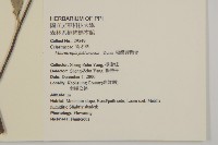 福建賽衛矛、福建假衛矛藏品圖，第2張