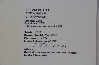 呂宋莢迷藏品圖，第2張