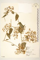 蔓黃菀藏品圖，第1張