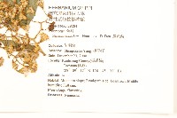 蔓黃菀藏品圖，第2張