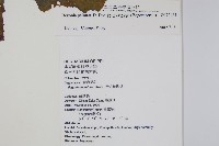 裂葉秋海棠藏品圖，第2張