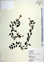 倒地蜈蚣、四角銅鑼藏品圖，第1張