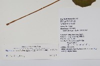 裂葉秋海棠藏品圖，第2張