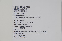 臺灣赤楊、臺灣榿木藏品圖，第2張